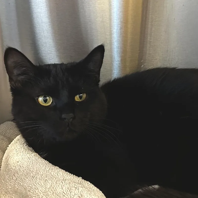 Void Fuzz thumbnail 2