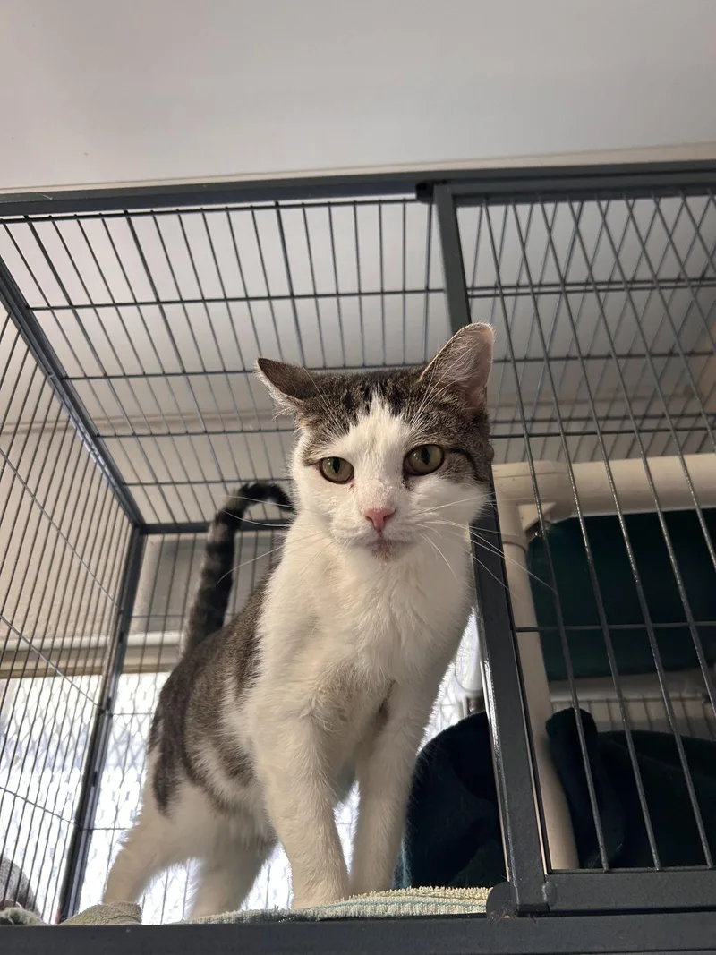 Misty Cchs thumbnail 3