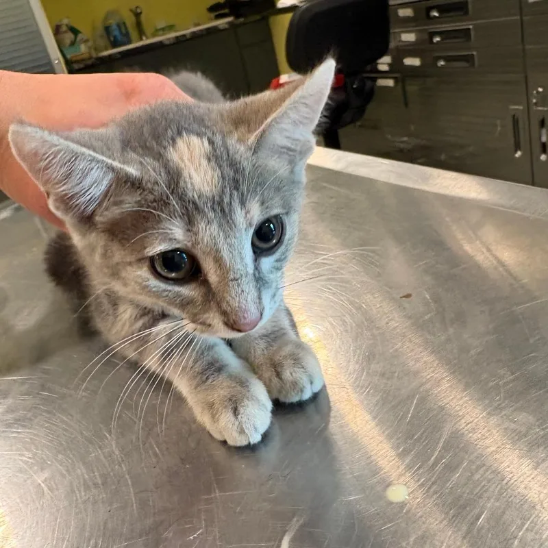 A baby small-sized male Orange / Red Domestic Short Hair cat named Lilo for adoption in West Des Moines, IA