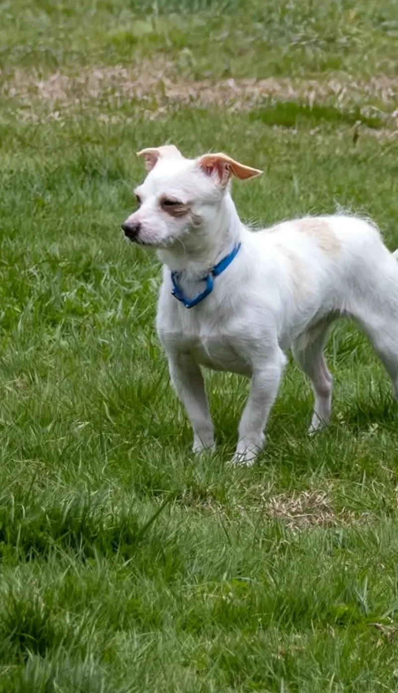 An adult small-sized male Chihuahua dog named Peter Brady Bunch for adoption in Terryville, CT