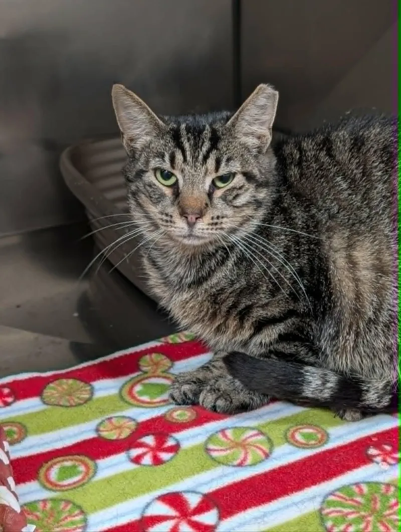 An adult medium-sized female Tabby (Brown / Chocolate) Domestic Short Hair cat named Spritz for adoption in Chambersburg, PA