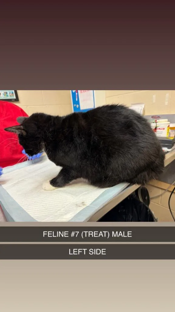 An adult medium-sized male Domestic Short Hair cat named Treat for adoption in Wintersville, OH