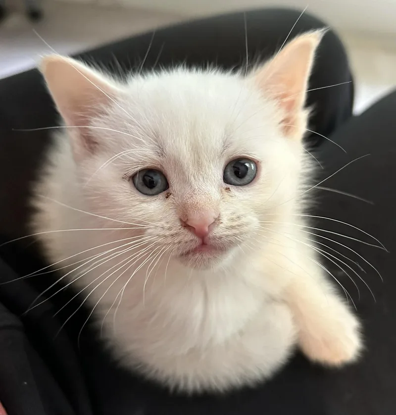 A baby medium-sized female Flame Point Domestic Short Hair cat named Tutti Frutti for adoption in Reynoldsburg, OH