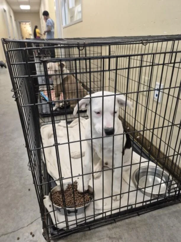 A baby small-sized male Australian Cattle Dog / Blue Heeler dog named Marvel for adoption in Texas City, TX