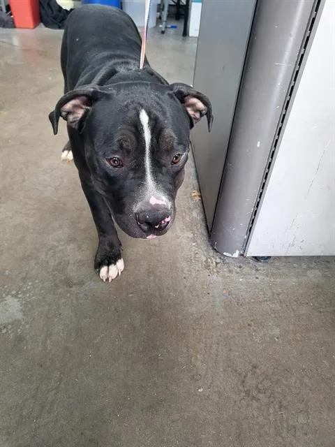 A young large-sized male Mixed Breed dog named Ice for adoption in Dallas, TX