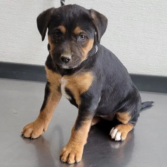 A baby small-sized female Black Mixed Breed dog named Tiramisu for adoption in Las Cruces, NM