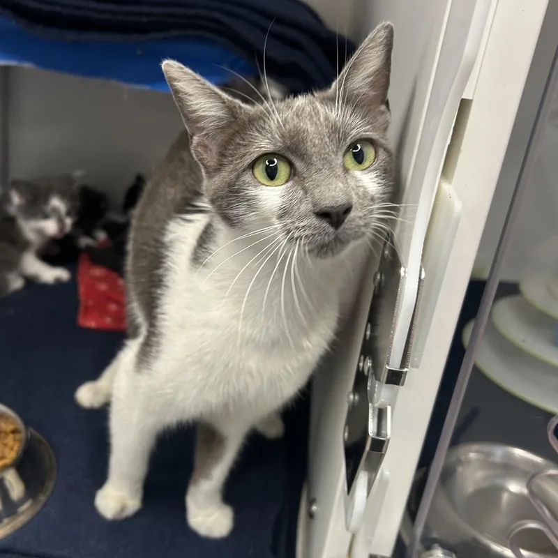 An adult medium-sized female Gray / Blue / Silver Domestic Short Hair cat named Tzatziki for adoption in Playa Vista, CA