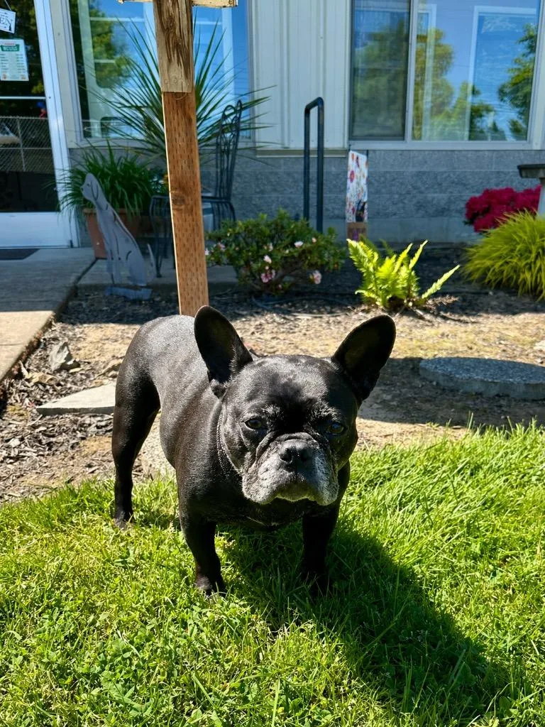 An adult medium-sized female French Bulldog dog named Soju for adoption in Newberg, OR