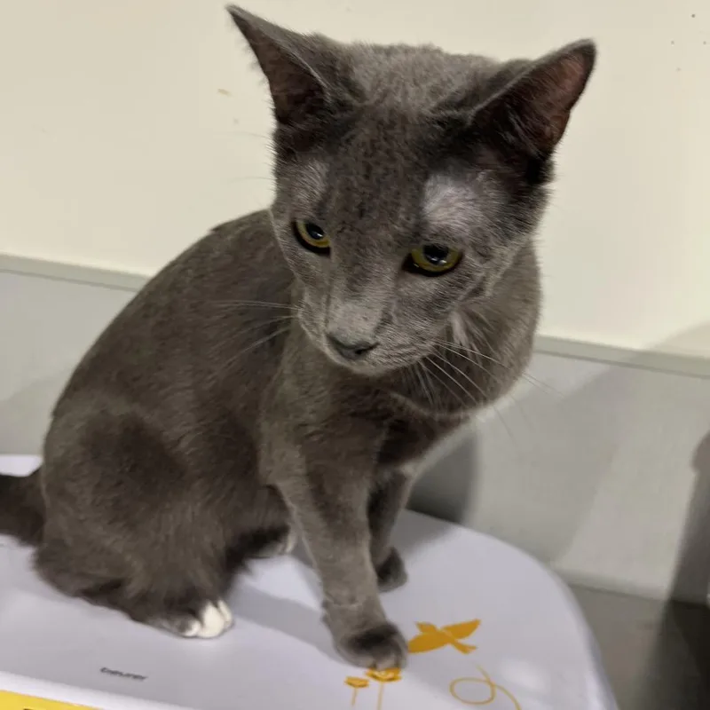 An adult medium-sized male Gray / Blue / Silver Domestic Medium Hair cat named Draco for adoption in Clearwater, FL