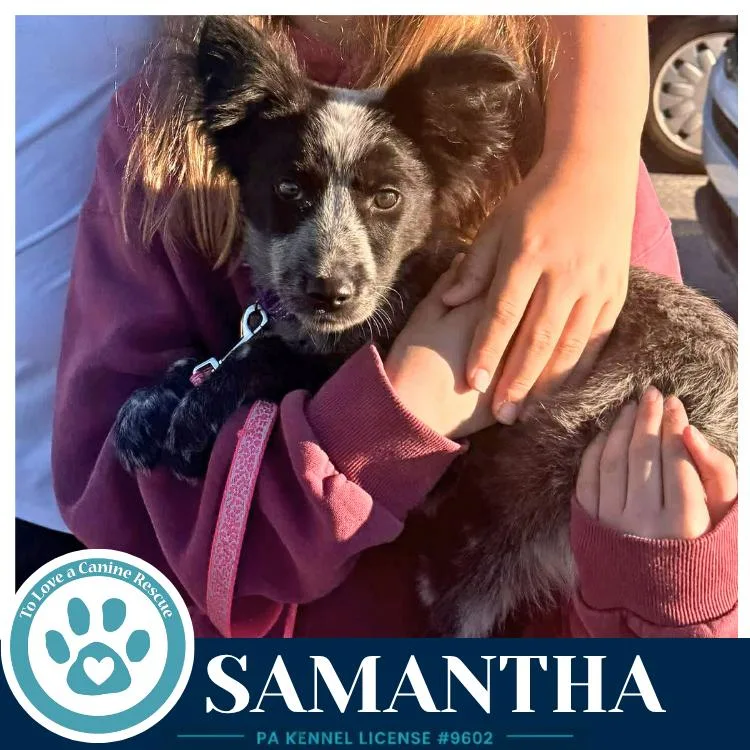 A baby medium-sized female Tricolor (Brown, Black, & White) Australian Cattle Dog / Blue Heeler dog named Samantha for adoption in Kimberton, PA