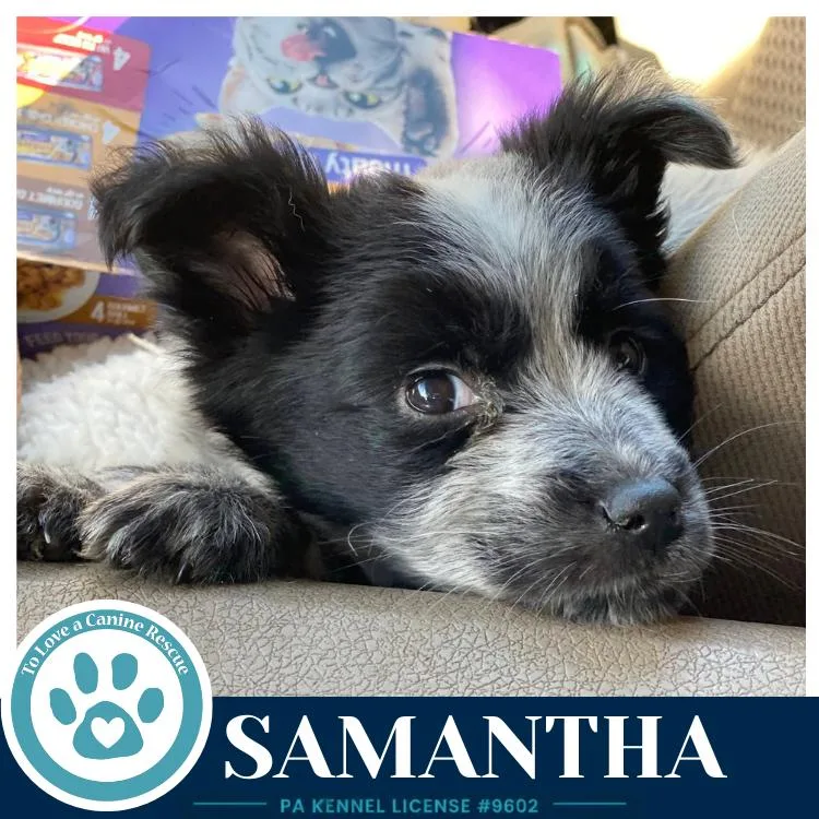 Samantha thumbnail 2