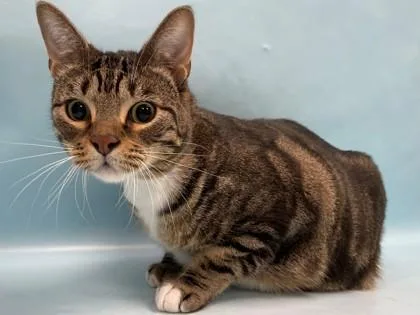 An adult small-sized male Domestic Short Hair cat named Athena for adoption in Coon Rapids, MN