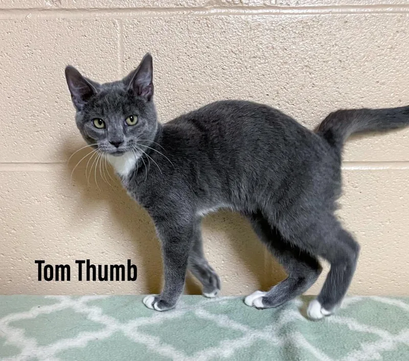 A baby small-sized male Domestic Short Hair cat named Tom Thumb for adoption in Clearfield, KY