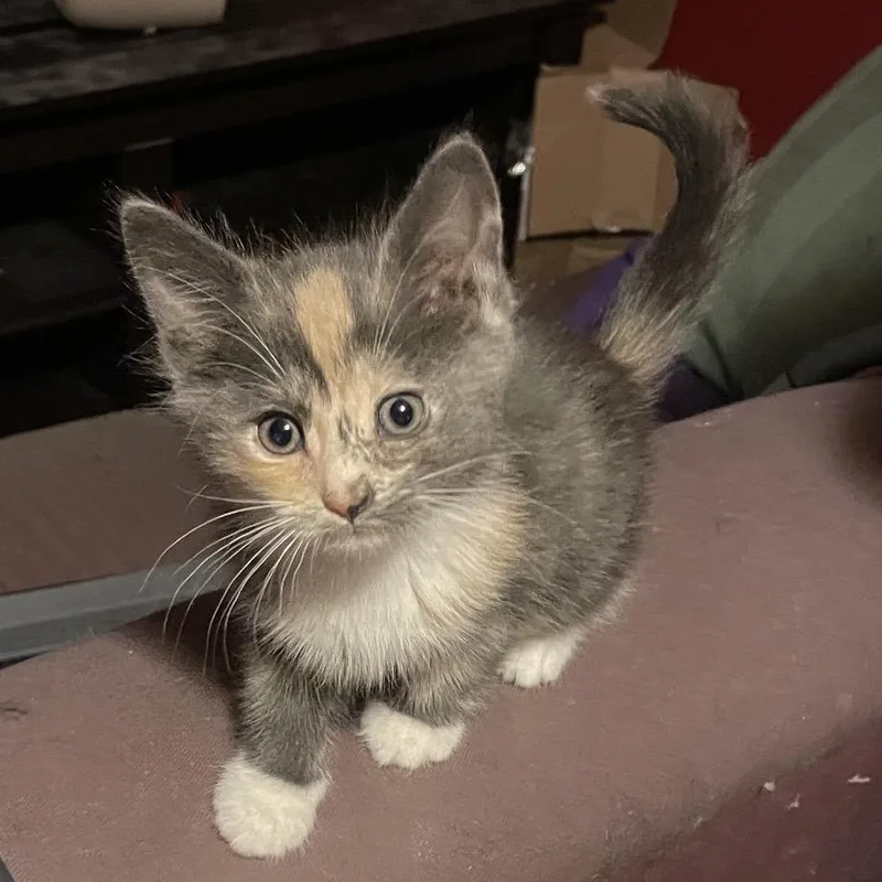 A baby small-sized female Gray / Blue / Silver Domestic Short Hair cat named Daffodil for adoption in Springboro, OH