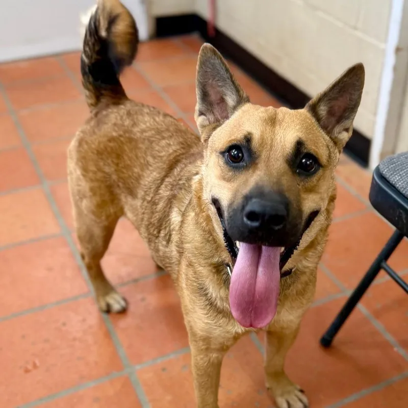 An adult medium-sized female Yellow / Tan / Blond / Fawn German Shepherd Dog dog named Lola for adoption in Austin, TX