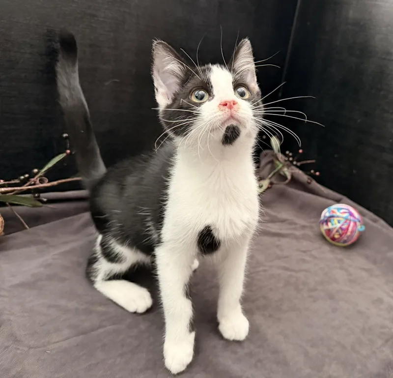 A baby small-sized male Black & White / Tuxedo Domestic Short Hair cat named Slugger for adoption in Fayetteville, GA