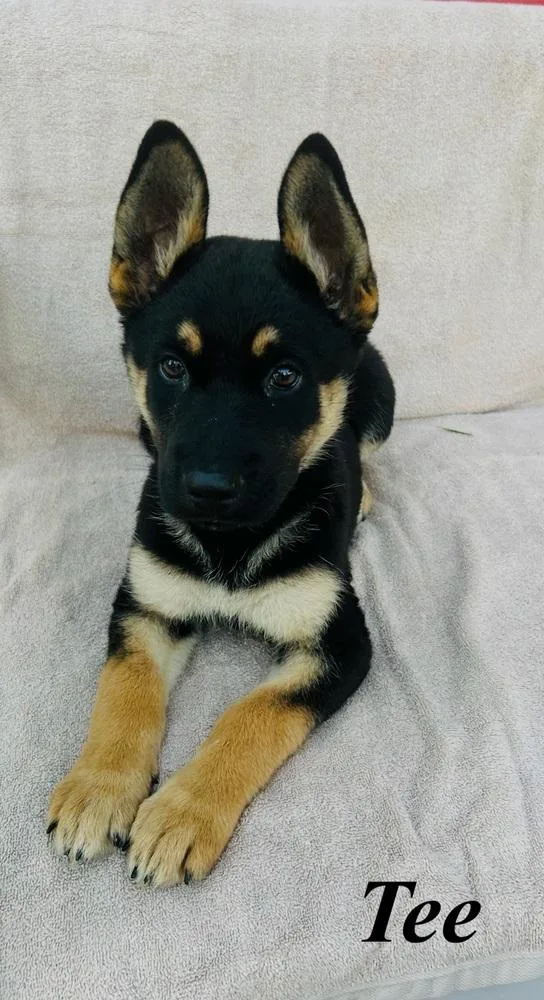 A baby large-sized female Brown / Chocolate German Shepherd Dog dog named Tee for adoption in Pleasant Hill, CA