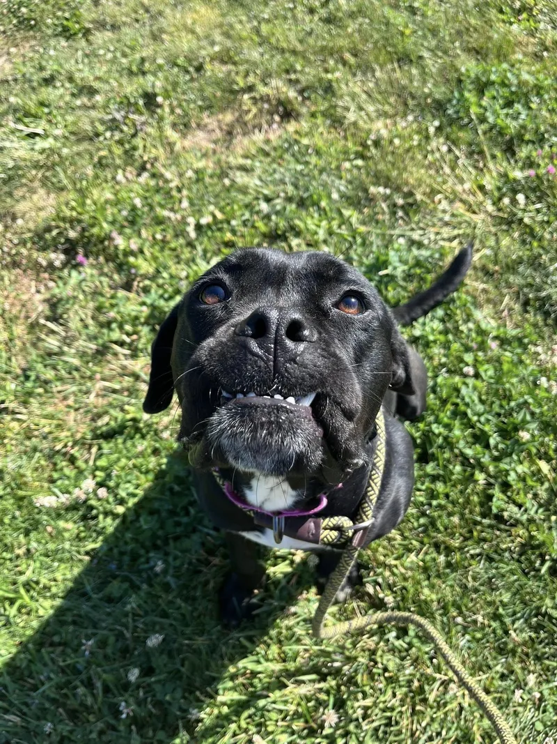 A young medium-sized female Black Pit Bull Terrier dog named Margarite for adoption in Cleveland, OH