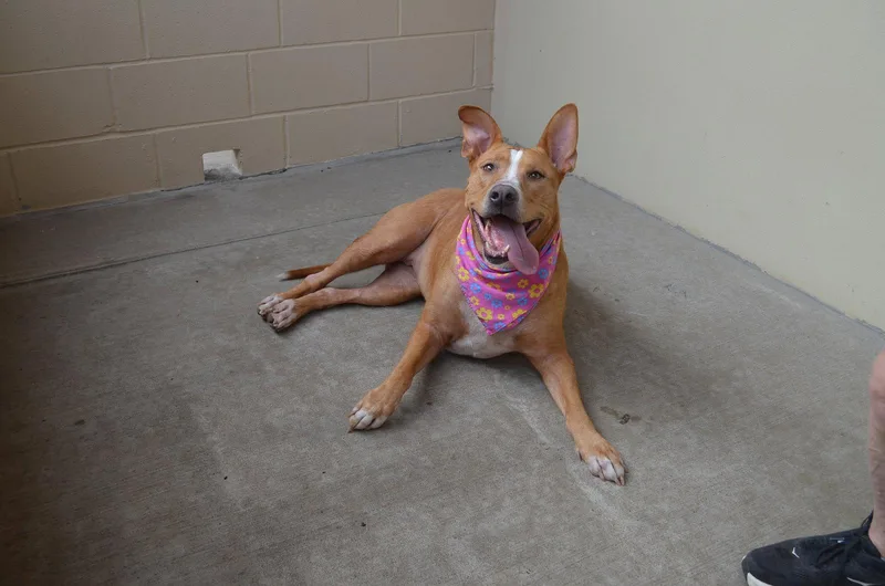 An adult large-sized female Terrier dog named Willow for adoption in McKinney, TX