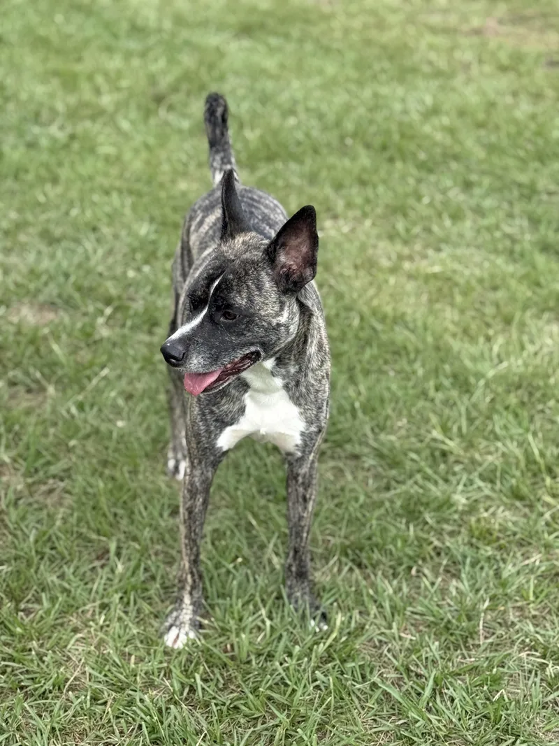 An adult medium-sized male Brindle Dutch Shepherd dog named Duece for adoption in Mount Hermon, LA