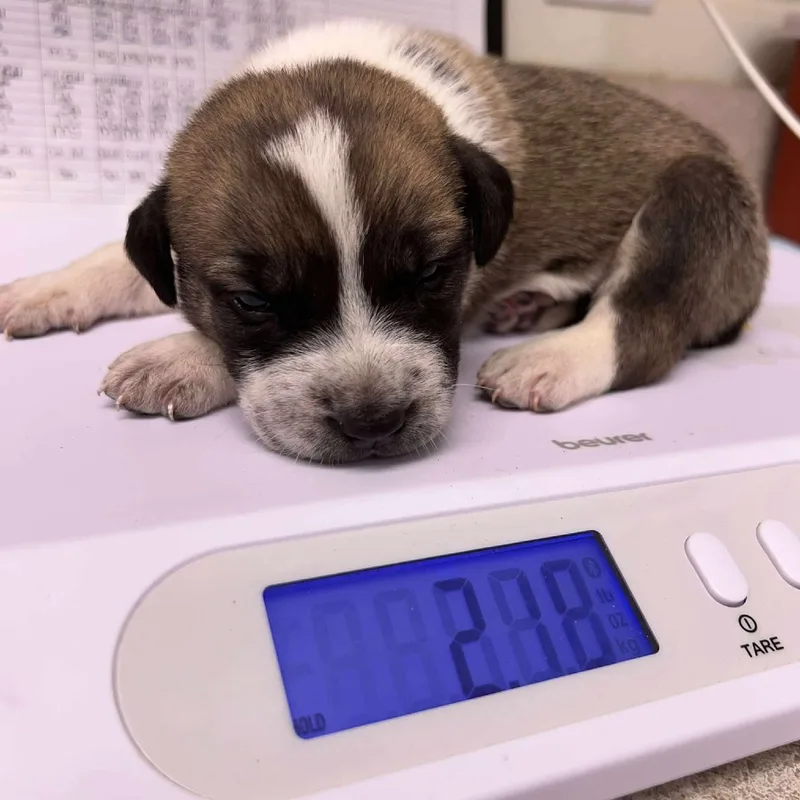A baby small-sized male Shepherd dog named Prism for adoption in Bastrop, TX