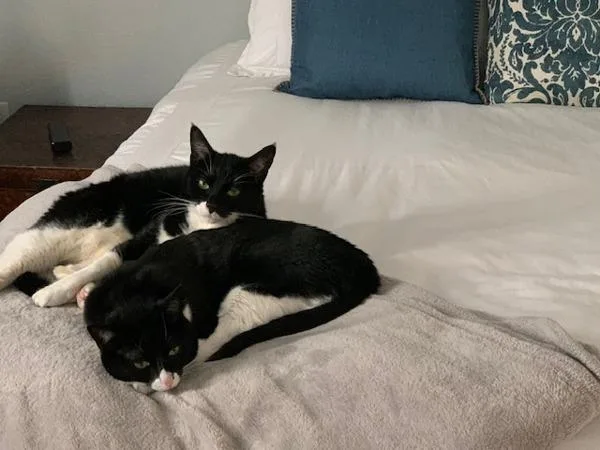 A senior medium-sized male Domestic Short Hair cat named Lenny for adoption in Oceanside, CA