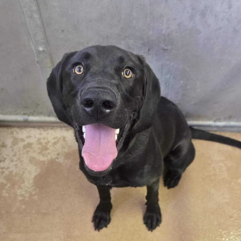 A young medium-sized male Black Labrador Retriever dog named Koda for adoption in Murray, UT