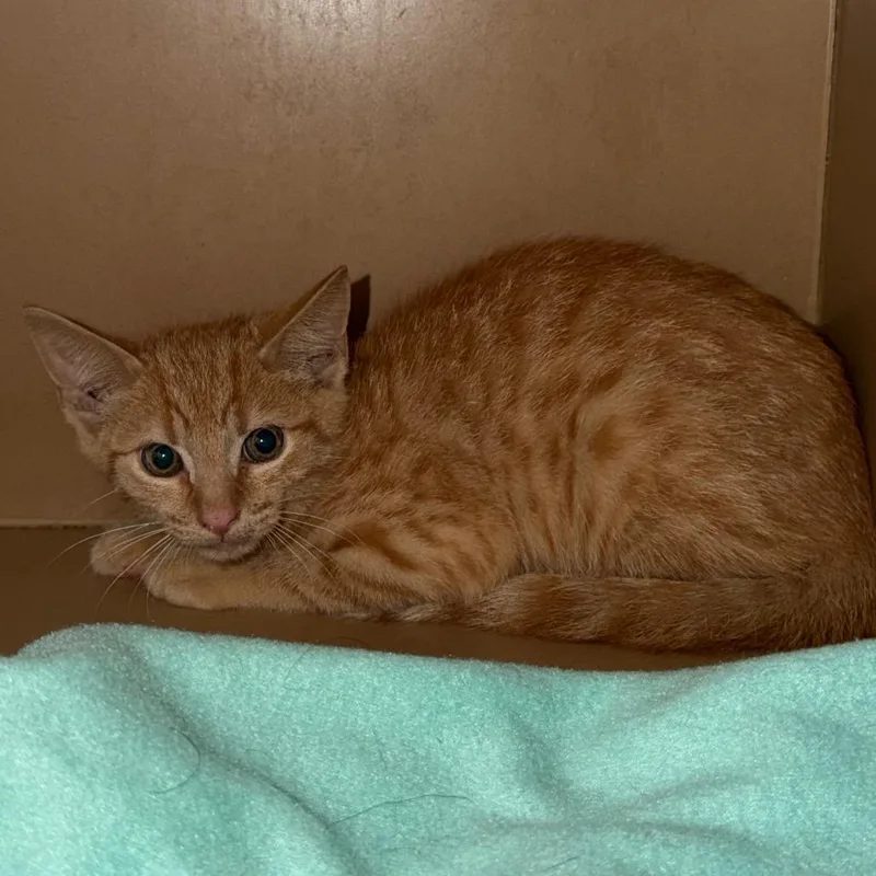 A baby small-sized male Domestic Short Hair cat named Cosmo for adoption in Madisonville, KY