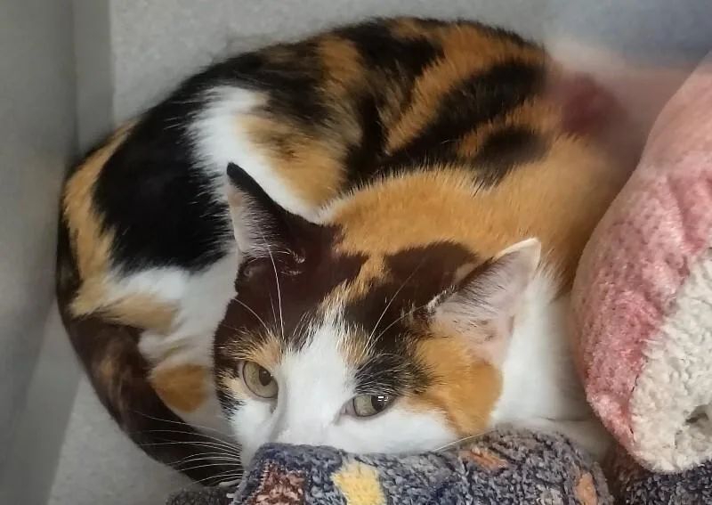 An adult medium-sized female Calico Domestic Short Hair cat named Sissy for adoption in Marietta, GA