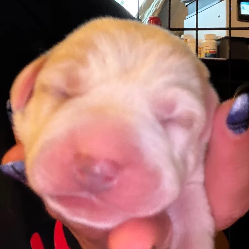 A baby small-sized male White / Cream Hound dog named Subwoofer for adoption in Greenfield, IN