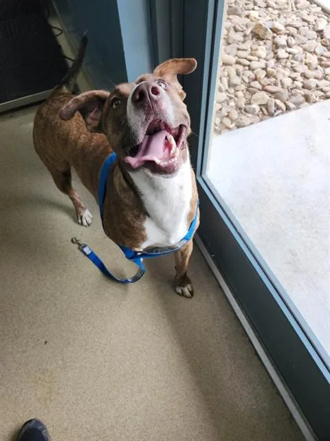 An adult large-sized male Mixed Breed dog named Ralph for adoption in Newton, NC