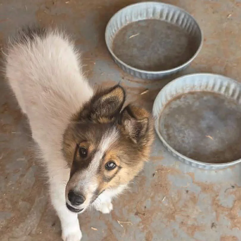 A baby medium-sized female White / Cream Shetland Sheepdog / Sheltie dog named Shasta for adoption in Uxbridge, MA