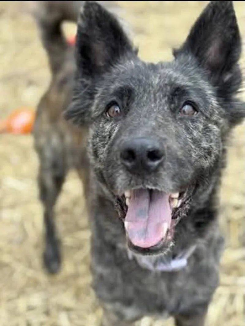 Morrigan thumbnail 2