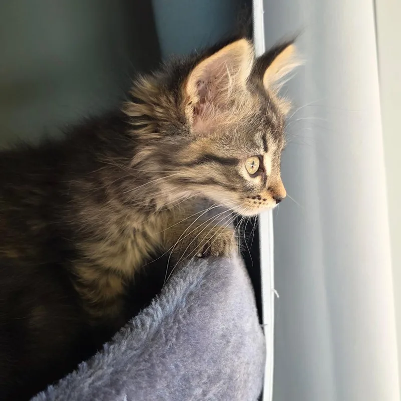 A baby small-sized male Brown / Chocolate Domestic Long Hair cat named Jacques for adoption in Normal, IL