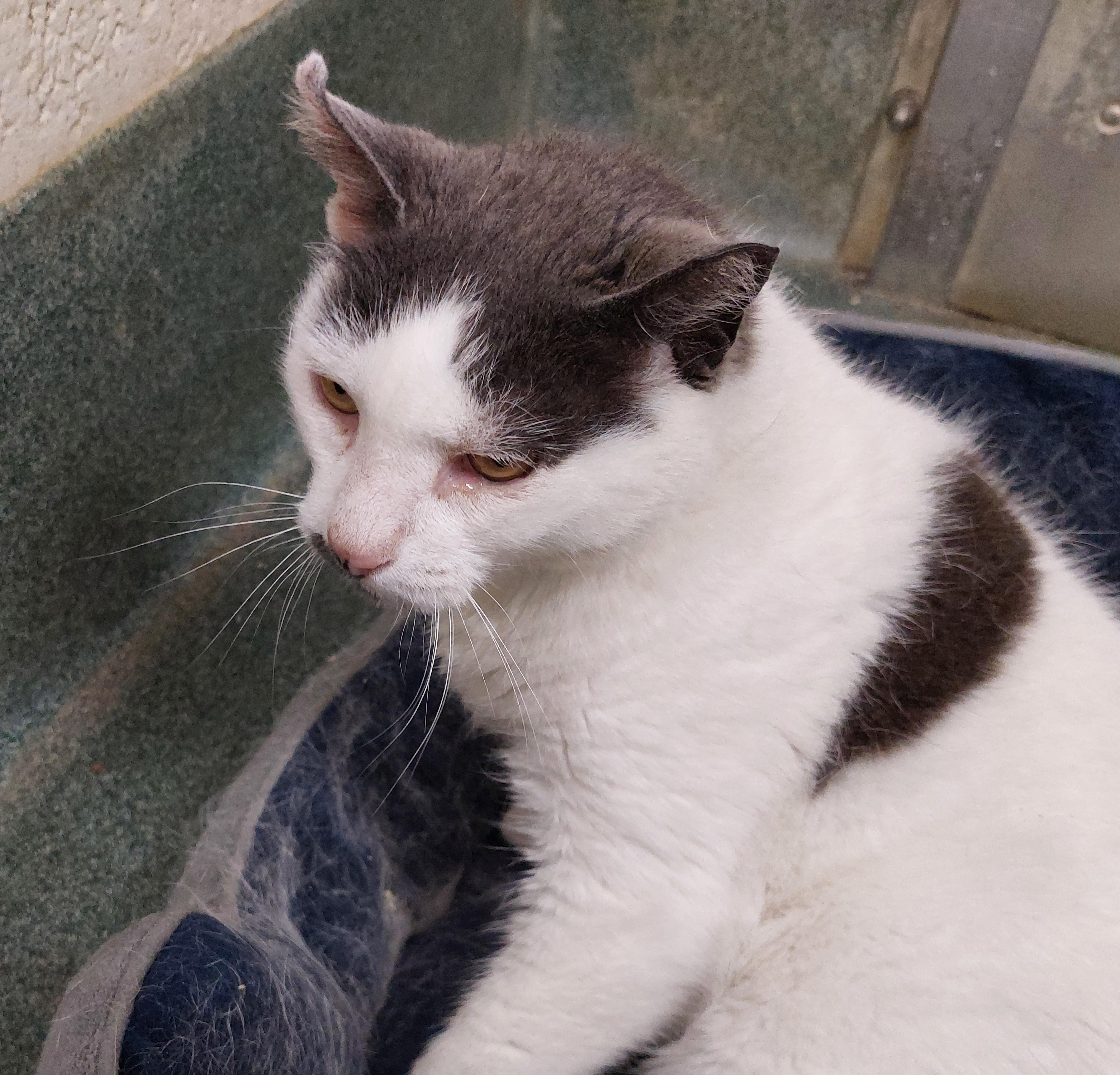 An adult medium-sized female White Domestic Short Hair cat named Harper for adoption in Rehoboth, MA