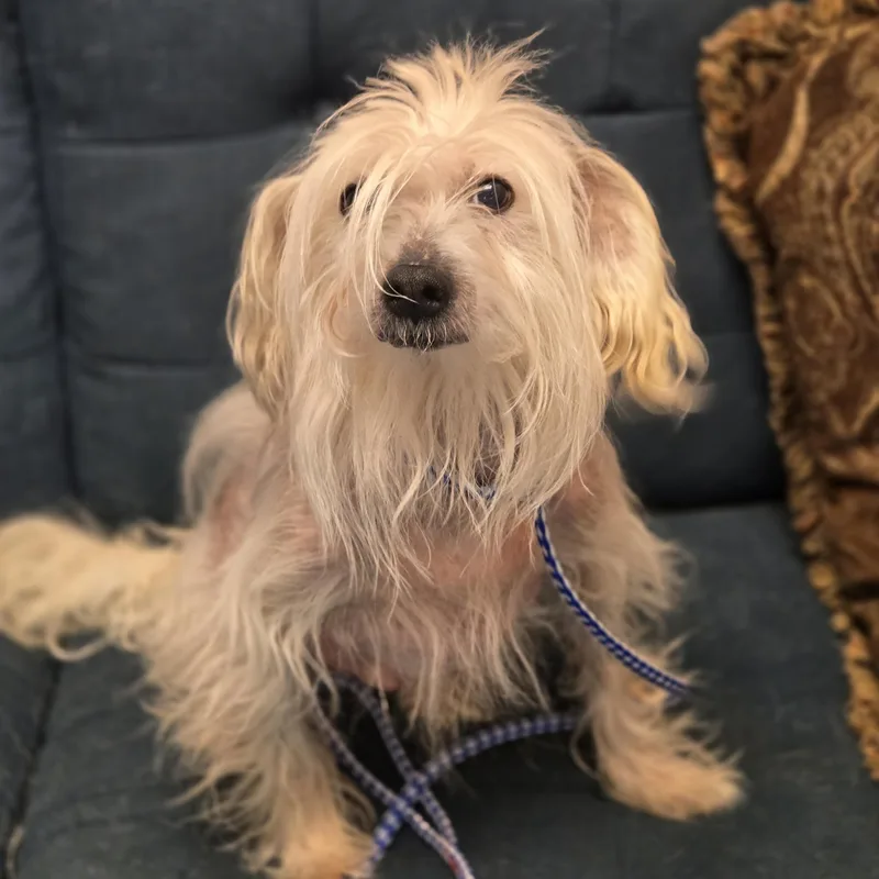 An adult small-sized male White / Cream Chinese Crested Dog dog named Trusty for adoption in Normal, IL