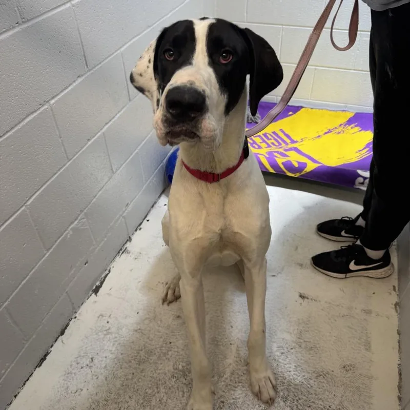 An adult extra large-sized male White / Cream Great Dane dog named Maui for adoption in Delaware, OH