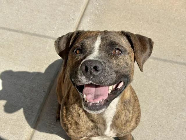 An adult large-sized female Pit Bull Terrier dog named Hilda for adoption in Tulsa, OK