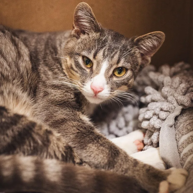 A young large-sized male Gray / Blue / Silver Domestic Short Hair cat named Elm for adoption in Evanston, IL