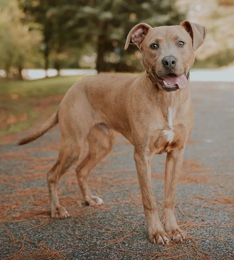 A baby medium-sized male Pit Bull Terrier dog named Oz for adoption in Madison, GA