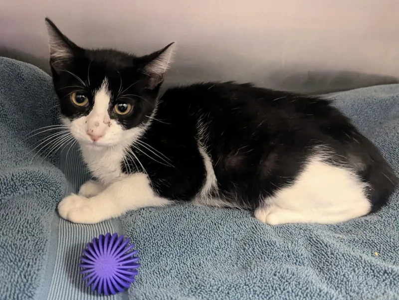 A baby large-sized male Black & White / Tuxedo Domestic Short Hair cat named Michael for adoption in Springfield, IL