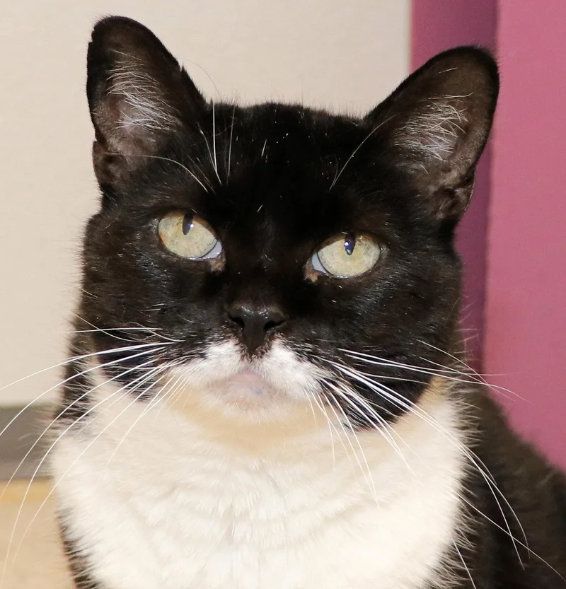 A senior medium-sized female Black & White / Tuxedo Domestic Short Hair cat named Panda for adoption in Cincinnati, OH