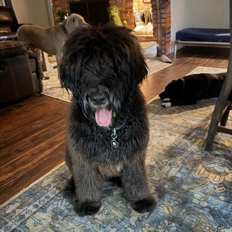 A young extra large-sized male Black Old English Sheepdog dog named Vinny for adoption in Sarasota, FL