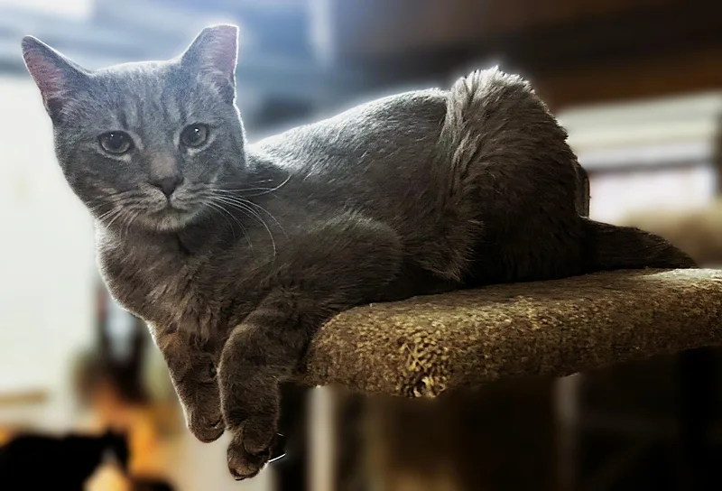 A young medium-sized male Gray & White Domestic Short Hair cat named Pierre for adoption in Pottstown, PA