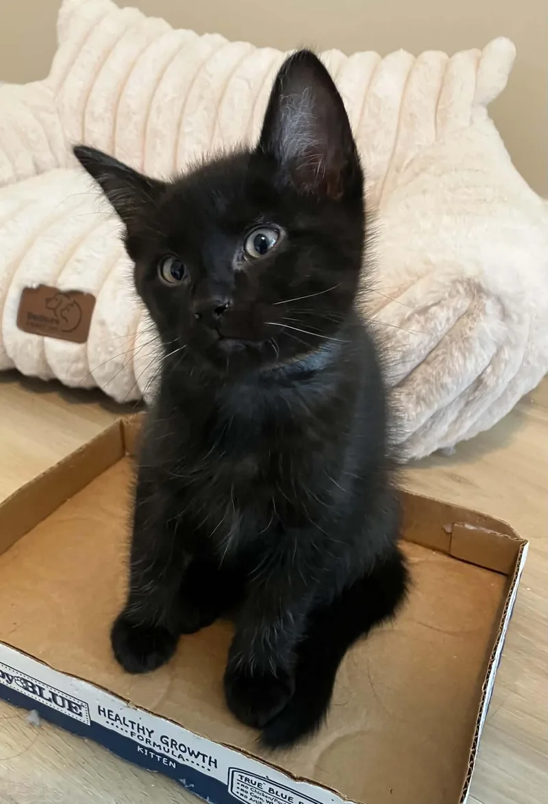 Axel
