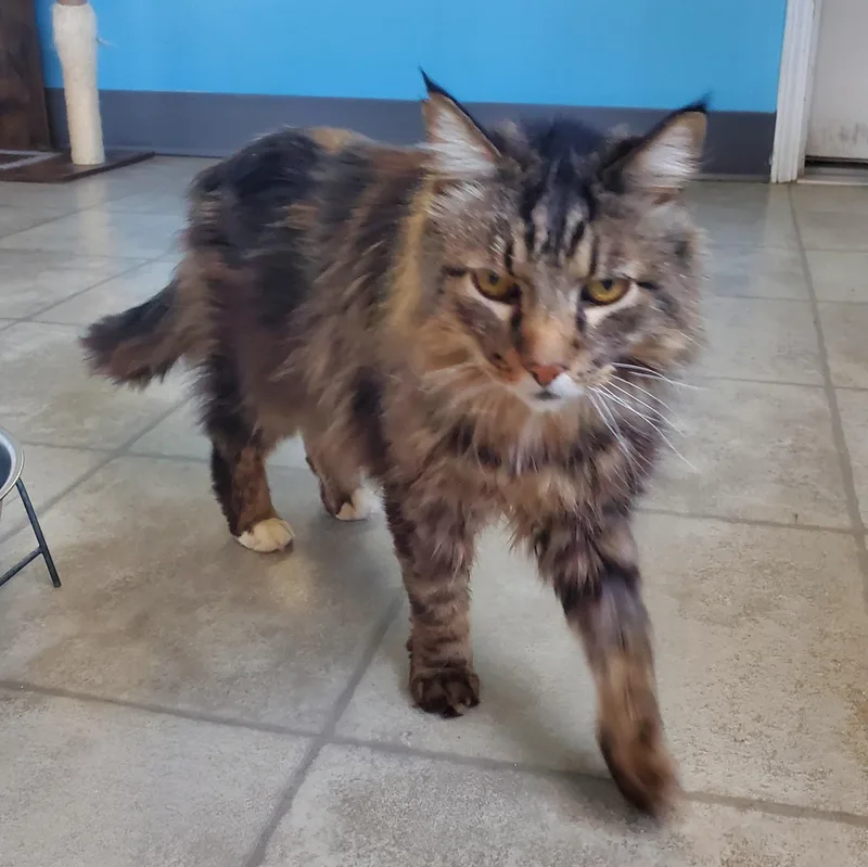 An adult medium-sized male Tabby (Brown / Chocolate) Domestic Long Hair cat named Janus for adoption in Polson, MT