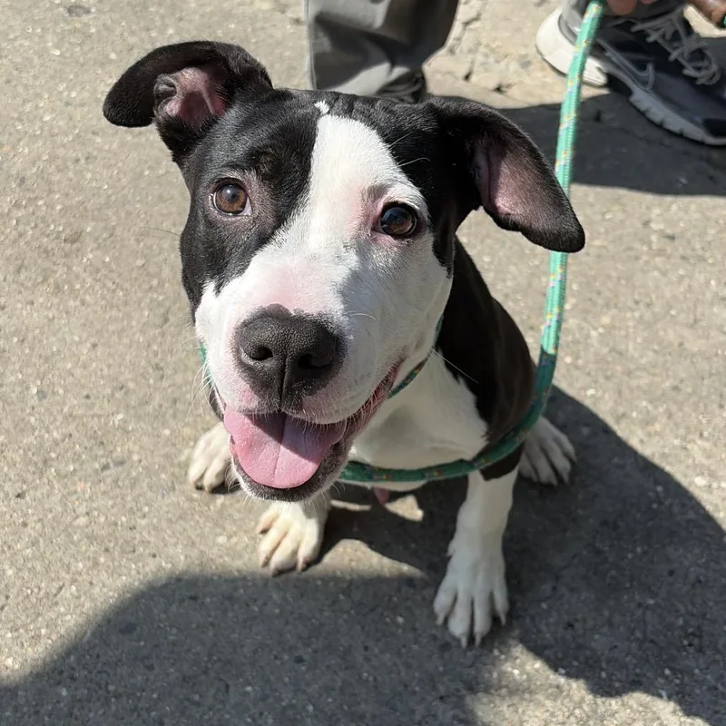A young medium-sized male Black Pit Bull Terrier dog named Pink Floyd for adoption in Newark, NJ