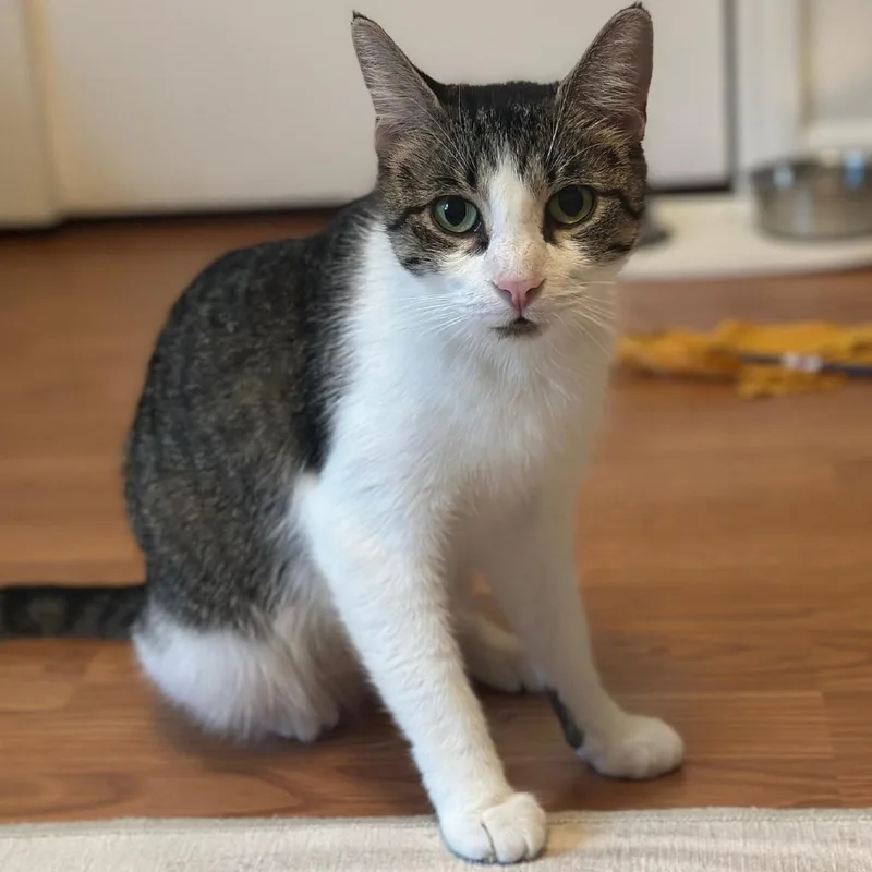 A young medium-sized female White Domestic Short Hair cat named Lili for adoption in Briarcliff Manor, NY