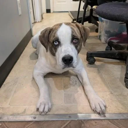 An adult large-sized male White / Cream Mixed Breed dog named Porter for adoption in Boaz, AL