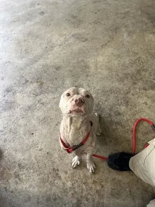 An adult medium-sized male American Bulldog dog named Orange Chicken for adoption in Gainesville, FL